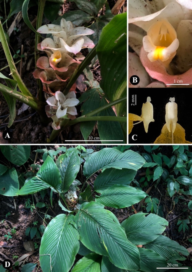 Fig. 4