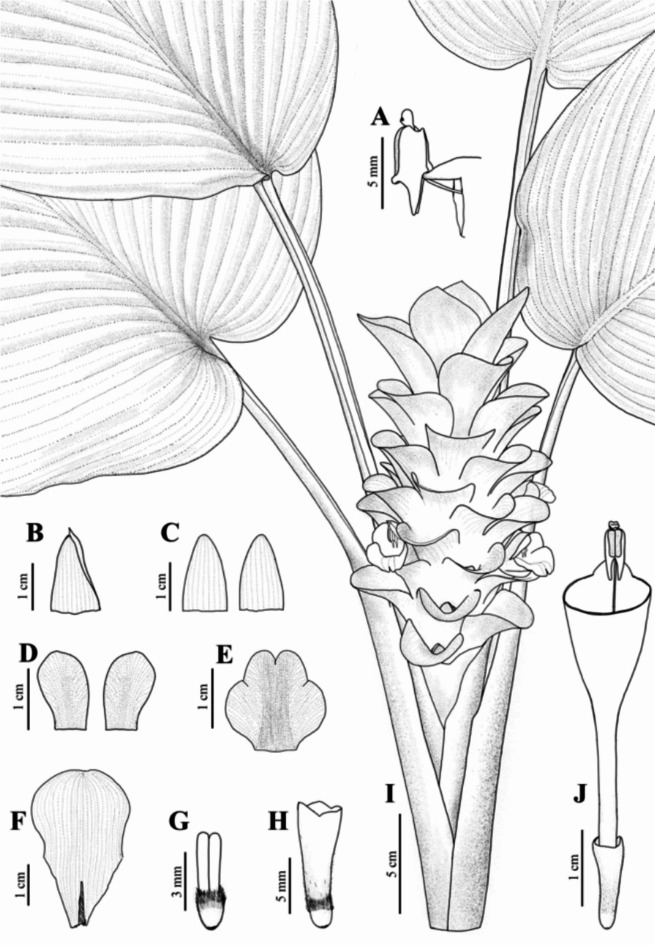 Fig. 5