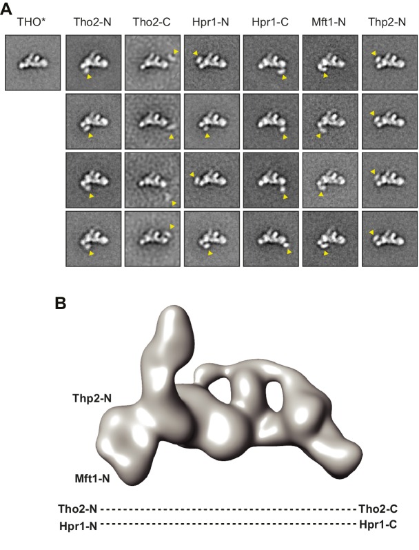 Figure 1—figure supplement 2.