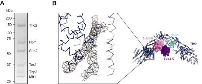 Figure 1—figure supplement 1.