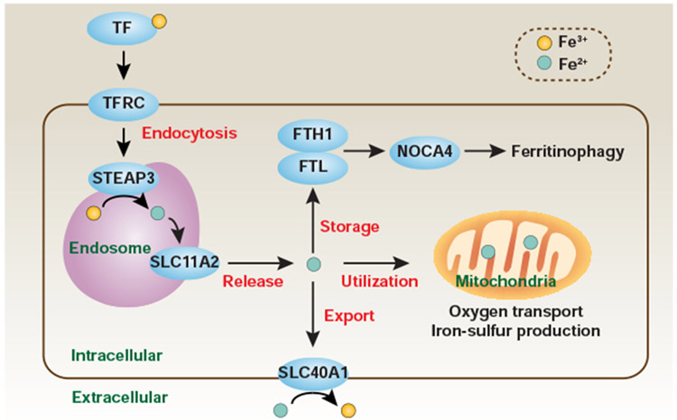 Figure 4.