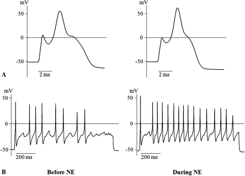 Fig. 3A–B