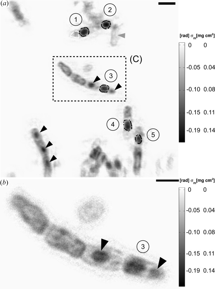 Figure 7