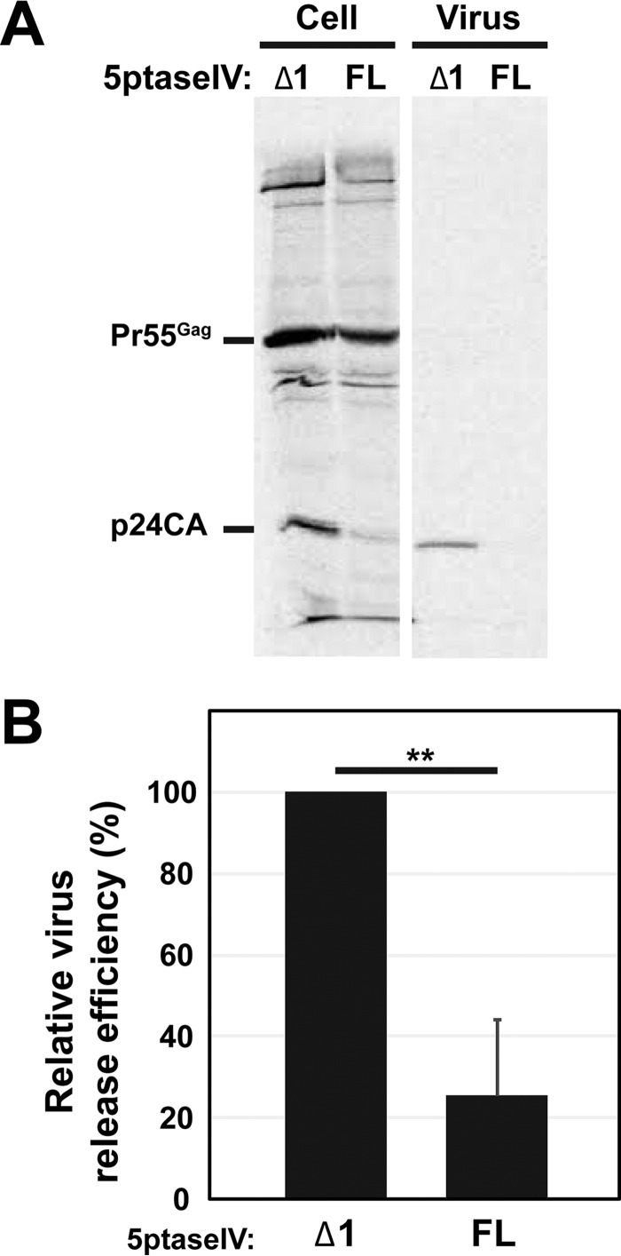 FIG 1