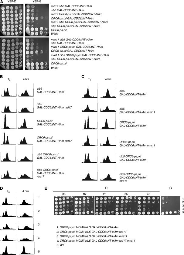 Figure 5.—