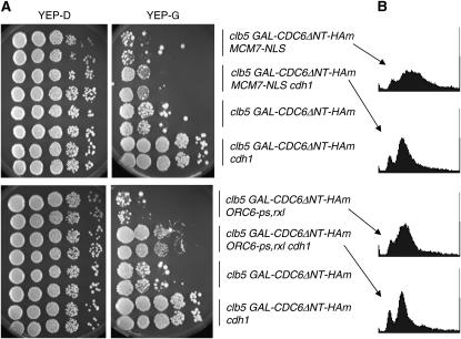 Figure 3.—