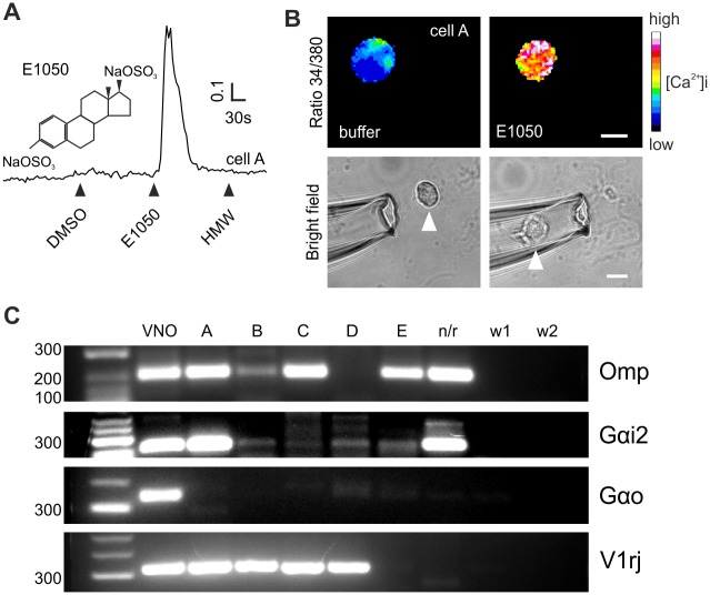 Fig 1