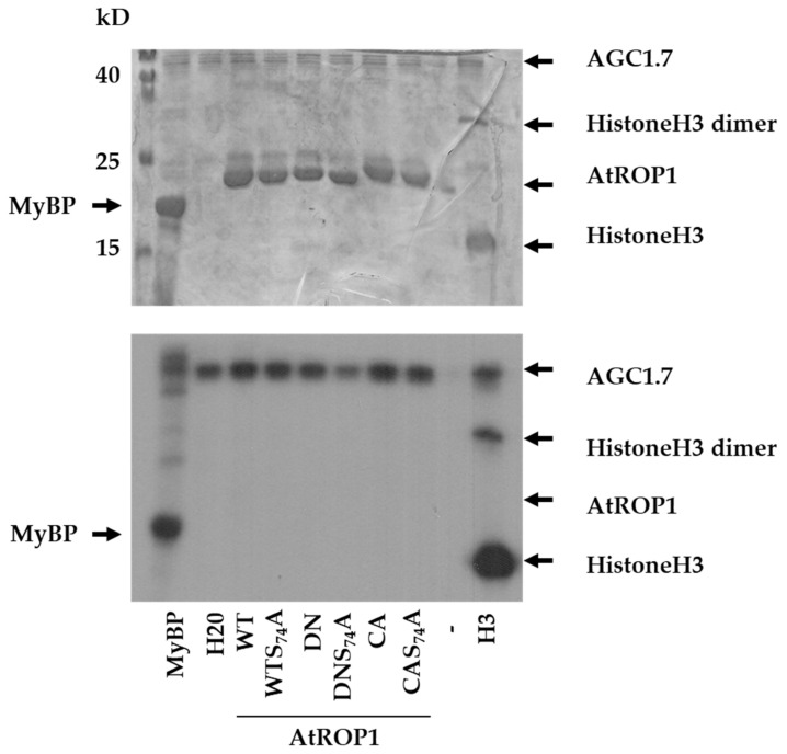 Figure 2