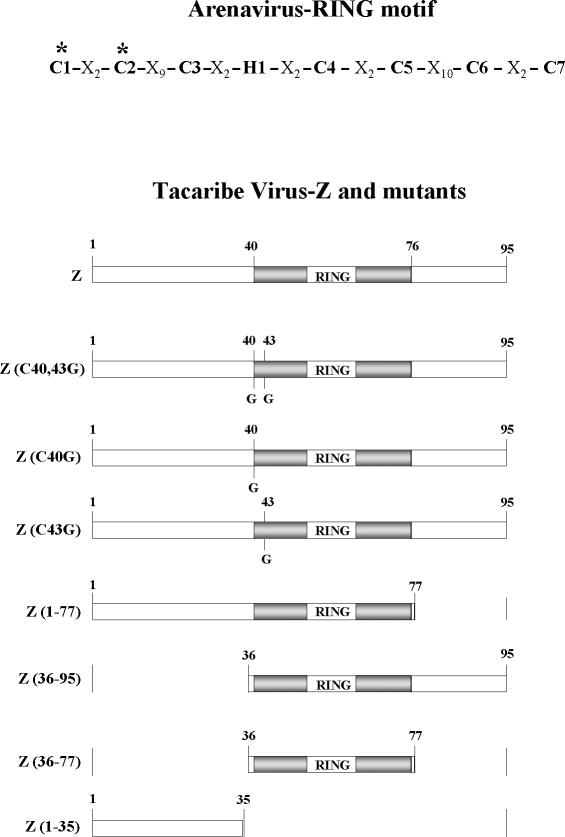 FIG. 6.