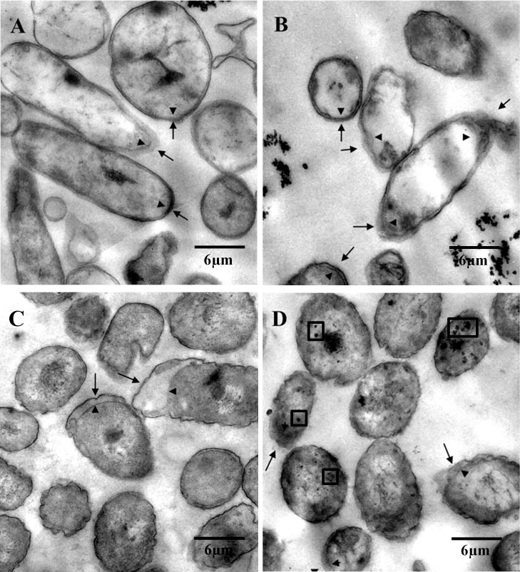 Fig 5