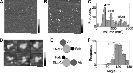 FIGURE 4.