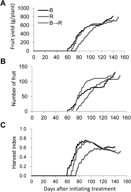 Figure 9. Fruit yield (A), number of fruit (B) and harvest index (C) of everbearing strawberry plants ‘HS138.’ The harvest index was estimated by dividing fruit dry weight by estimated dry matter at each day. Estimated dry matter at each day was calculated by assuming that dry matter increased linearly at the rate of dry matter increment per day (Table 3). Blue (B) and Red (R): under continuous lighting illuminated by blue LEDs and red LEDs, respectively, B→R: under continuous lighting illuminated by blue LEDs substituted with red LEDs at 20 days after initiating treatment. The numbers of days to anthesis of B, R, and B→R were 40, 49, and 41, respectively. After 10 days after anthesis, the plants were grown under continuous lighting illuminated by white fluorescent lamps (PPF: 225 µmol m−2 s−1).