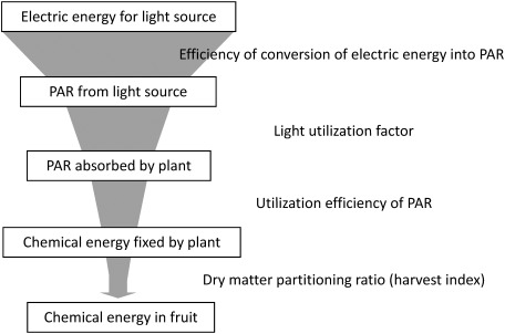 Figure 10. Schematic diagram indicating that the electric energy for light source is fixed by plants as chemical energy in fruits.