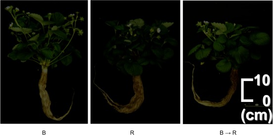 Figure 6. Phenotype of everbearing strawberry ‘HS138’ grown under varying light quality at 10 days after anthesis. Blue (B) and Red (R): under continuous lighting illuminated by blue LEDs and red LEDs, respectively, B→R: under continuous lighting illuminated by blue LEDs substituted with red LEDs at 20 days after initiating treatment. The numbers of days to anthesis of B, R, and B→R were 40, 49, and 41, respectively.