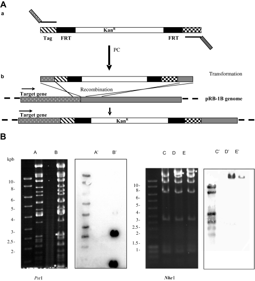 Figure 2.