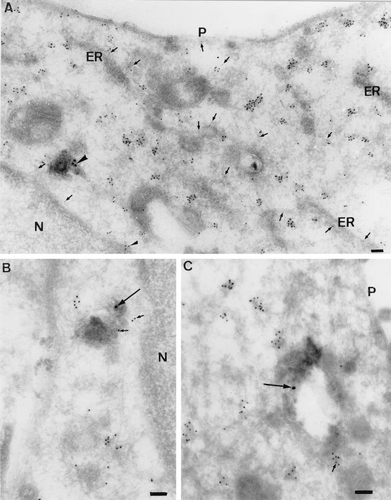 FIG. 12