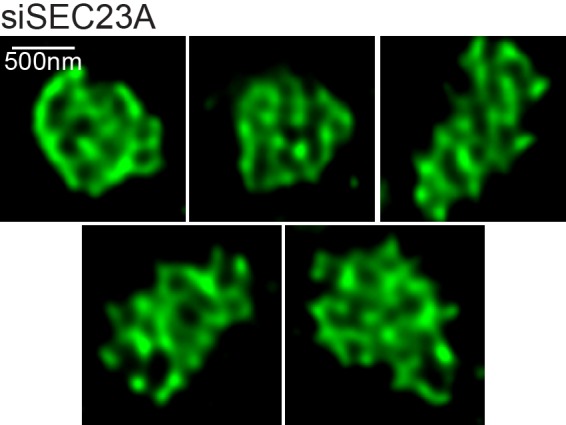 Figure 2—figure supplement 4.