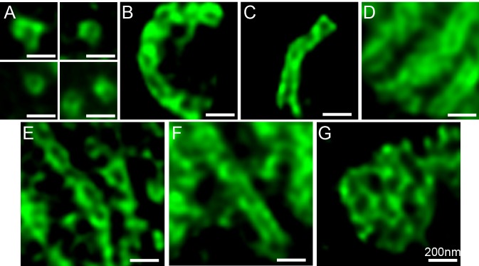 Figure 2—figure supplement 1.