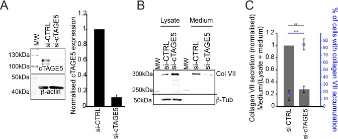 Figure 3—figure supplement 2.