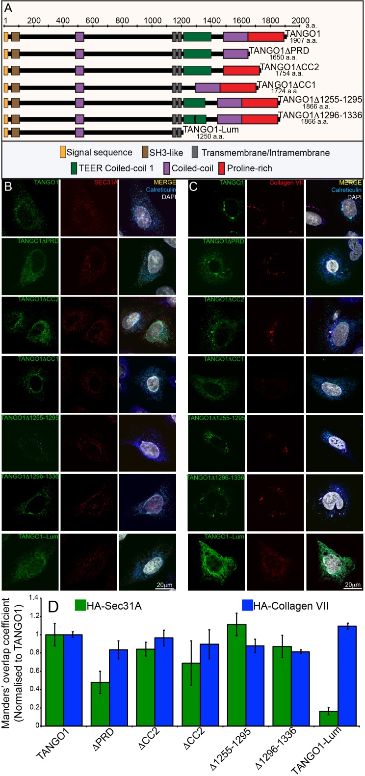 Figure 1—figure supplement 1.