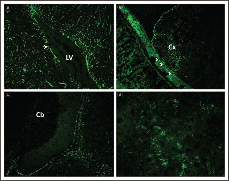 FIGURE 1