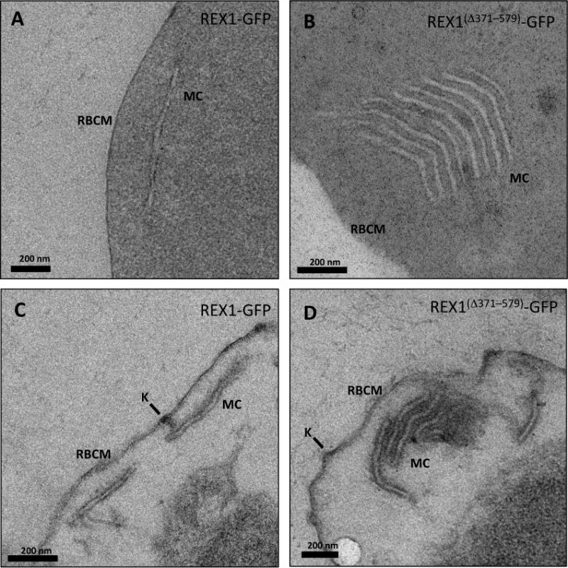 Fig. 5