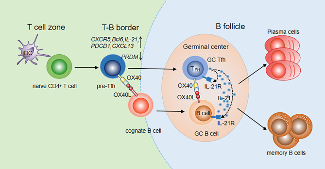 The OX40/OX40L Axis Regulates T Follicular Helper Cell Differentiation ...