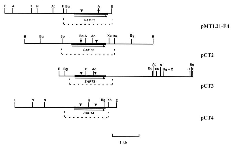 FIG. 3