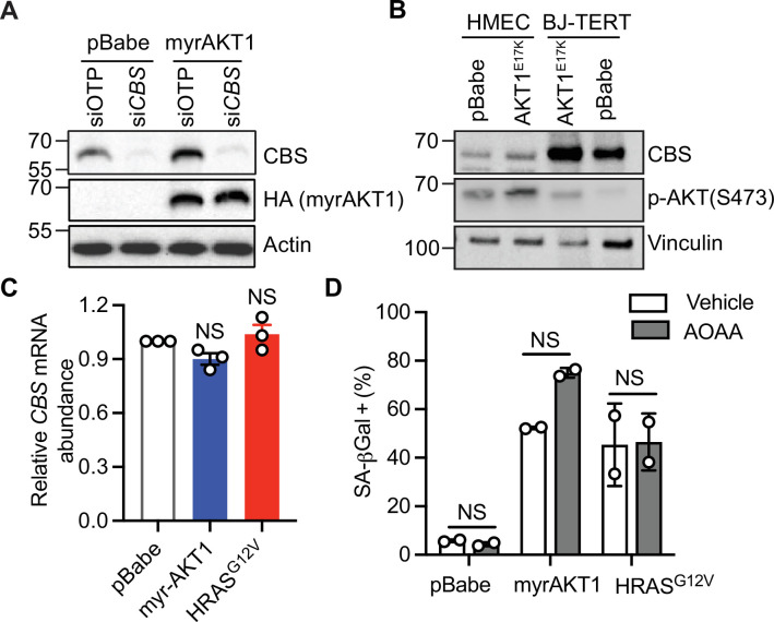 Figure 1—figure supplement 1.