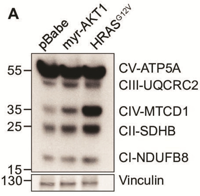 Figure 4—figure supplement 1.