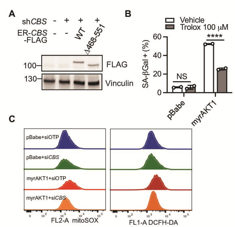 Figure 5—figure supplement 1.