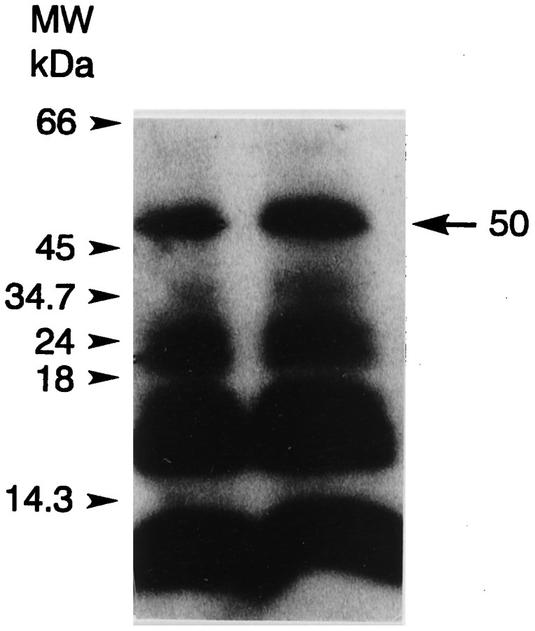 Fig. 10.