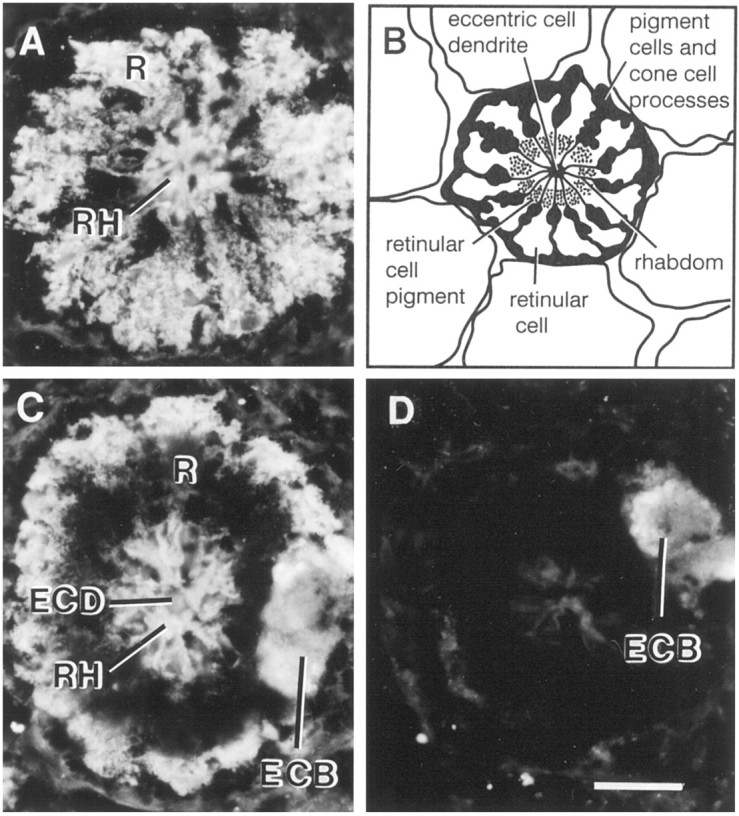 Fig. 11.