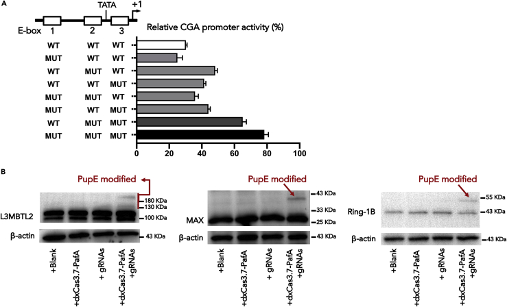 Figure 4