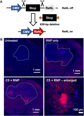 Fig. 6