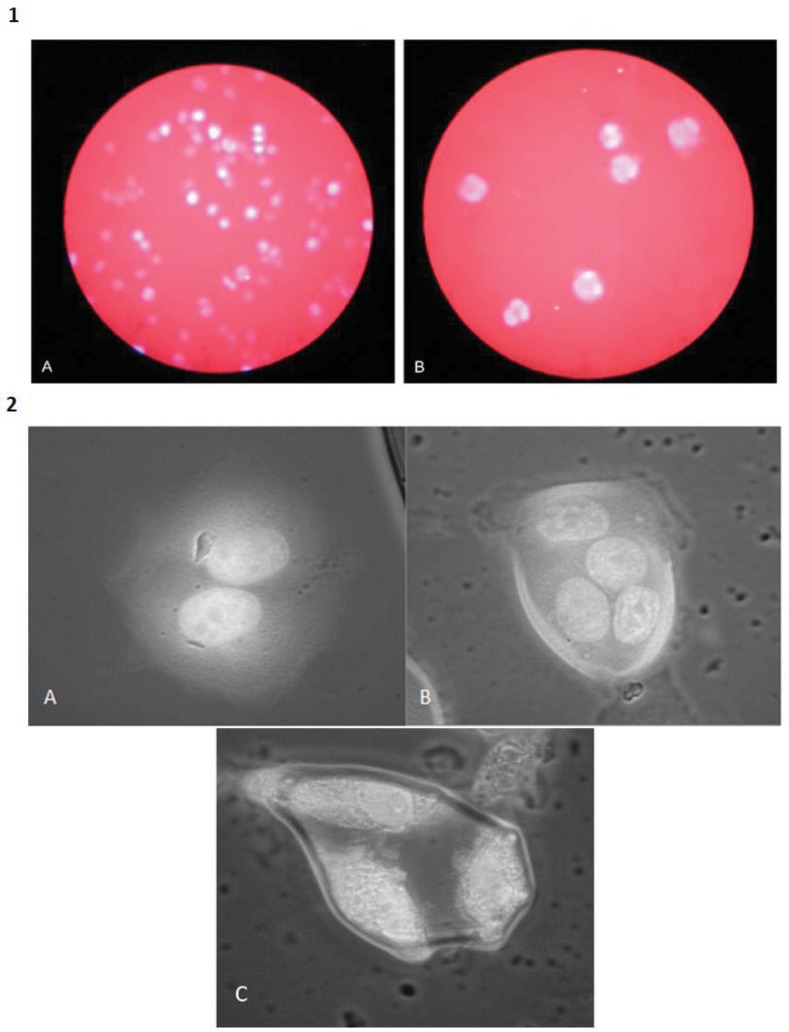 Fig. (4)