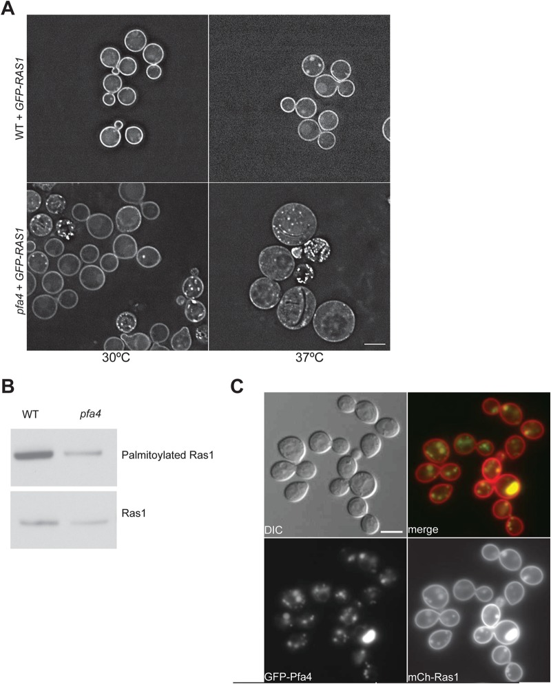 FIG 2