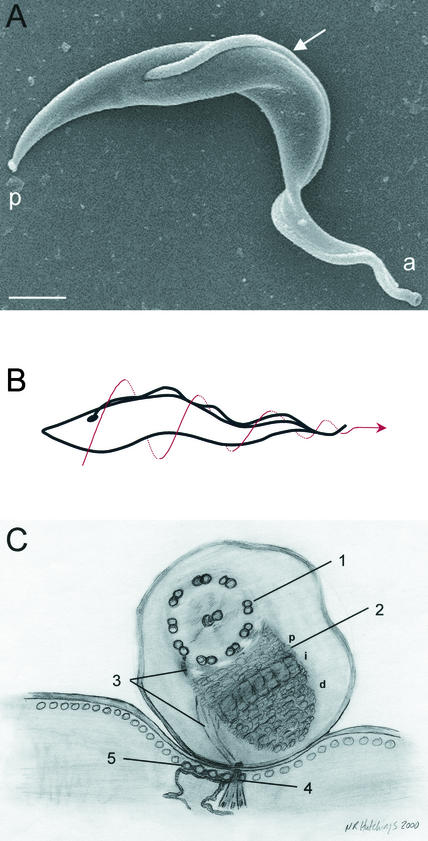 FIG. 1.