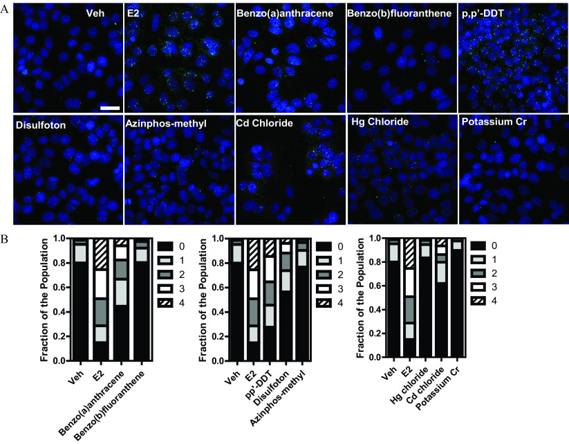 Figure 6A is a set of ten representative images depicting M C F-7 cells being treated for 24 hours with the indicated compounds and subjected to single molecule Fish in Dimethyl sulfoxide, 17 lowercase beta estradiol, benzo(a)anthracene, benzo(b)fluoranthene, Dichlorodiphenyldichloroethylene, disulfoton, azinphos-methyl, Cadmium chloride, mercury chloride, and potassium Chromium. Figure 6B is a set of three stacked bar graphs, plotting fraction of the population, ranging from 0.0 to 1.0 in increments of 0.2 (y-axis) across Dimethyl sulfoxide, 17 lowercase beta estradiol, benzo(a)anthracene, benzo(b)fluoranthene; Dimethyl sulfoxide, 17 lowercase beta estradiol, Dichlorodiphenyldichloroethylene, disulfoton, azinphos-methyl; and Dimethyl sulfoxide, 17 lowercase beta estradiol, mercury chloride, potassium Chromium, and Cadmium chloride (x-axis) for 0, 1, 2, 3, and 4.