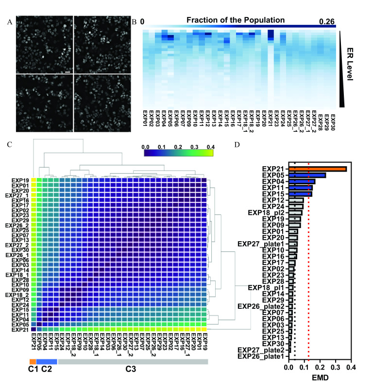 Figure 1A is a set of four Estrogen Receptor alpha immunolabeled images depicting untreated M C F-7 breast cancer cells. Figure 1B is a horizontal heatmap, plotting fraction of the population, ranging from 0 to 0.26 in increments of 0.25 (left y-axis) and E X P 01, E X P 02, E X P 03, E X P 04, E X P 05, E X P 06, E X P 07, E X P 08, E X P 09, E X P 10, E X P 11, E X P 12, E X P 13, E X P 14, E X P 15, E X P 16, E X P 17, E X P 18 underscore 1, E X P 18 underscore 2, E X P 19, E X P 20, E X P 21, E X P 22, E X P 23, E X P 24, E X P 25, E X P 26 underscore 1, E X P 26 underscore 2, E X P 27 underscore 1, E X P 27 underscore 2, E X P 28, E X P 29, and E X P 30 (right y-axis) across Estrogen Receptor level (x-axis). Figure 1 C is a hierarchical clustering graph, plotting E X P 21, E X P 05, E X P 04, E X P 11, E X P 15, E X P 24, E X P 12, E X P 18 underscore 2, E X P 09, E X P 10, E X P 28, E X P 18 underscore 1, E X P 14, E X P 03, E X P 06, E X P 26 underscore 1, E X P 30, E X P 27 underscore 2, E X P 13, E X P 07, E X P 25, E X P 26 underscore 2, E X P 29, E X P 23, E X P 02, E X P 17, E X P 16, E X P 27 underscore 1, E X P 20, E X P 01, and E X P 19 (y-axis) across Cluster 1: E X P 21; Cluster 2: E X P 05, E X P 04, E X P 11, E X P 15; and Cluster 3: E X P 24, E X P 12, E X P 18 underscore 2, E X P 09, E X P 10, E X P 28, E X P 18 underscore 1, E X P 14, E X P 03, E X P 06, E X P 26 underscore 1, E X P 30, E X P 27 underscore 2, E X P 13, E X P 07, E X P 25, E X P 26 underscore 2, E X P 29, E X P 23, E X P 02, E X P 17, E X P 16, E X P 27 underscore 1, E X P 20, E X P 01, and E X P 19 (x-axis). A scale is ranging from 0.0 to 0.4 in increments of 0.09. Figure 1D is a horizontal bar graph, plotting EX P 26 underscore plate 1, EX P 27 underscore plate 2, EX P 30, EX P 13, EX P 25, EX P 03, EX P 06, EX P 07, EX P 26 underscore plate 2, EX P 29, EX P 14, EX P 27 underscore plate 1, EX P 20, EX P 01, EX P 09, EX P 19, EX P 18 underscore 2, EX P 24, EX P 12, EX P 15, EX P 11, EX P 04, EX P 05, and EX P 21 (y-axis) across Earth Mover’s Distance, ranging from 0.0 to 0.4 in increments of 0.09 (x-axis).