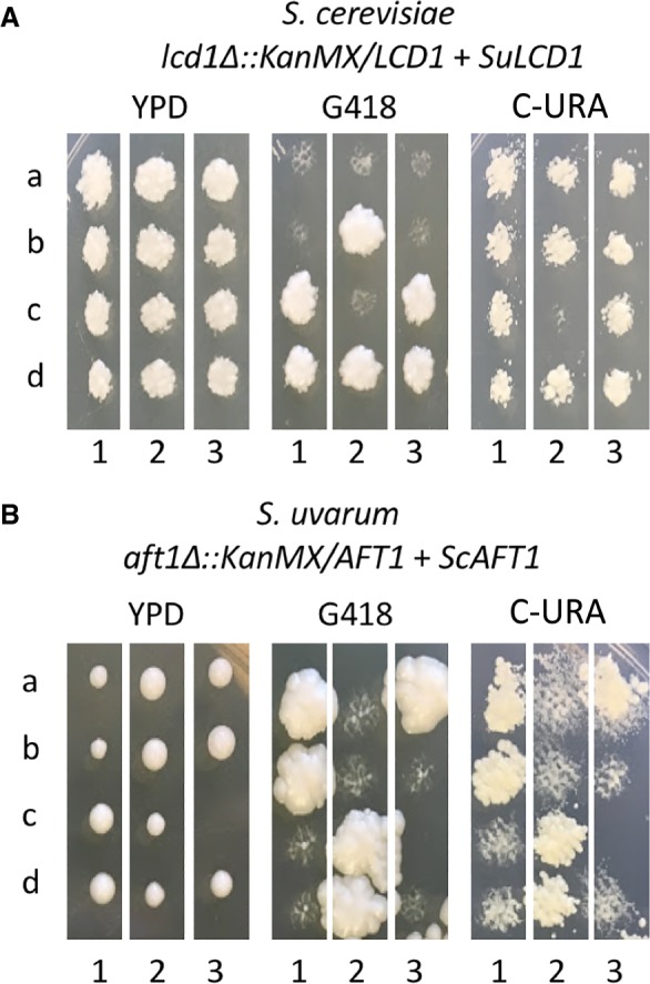 Figure 6.