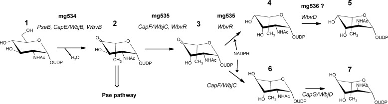 FIGURE 1.