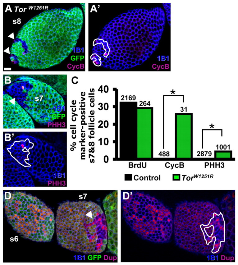 Fig. 6.