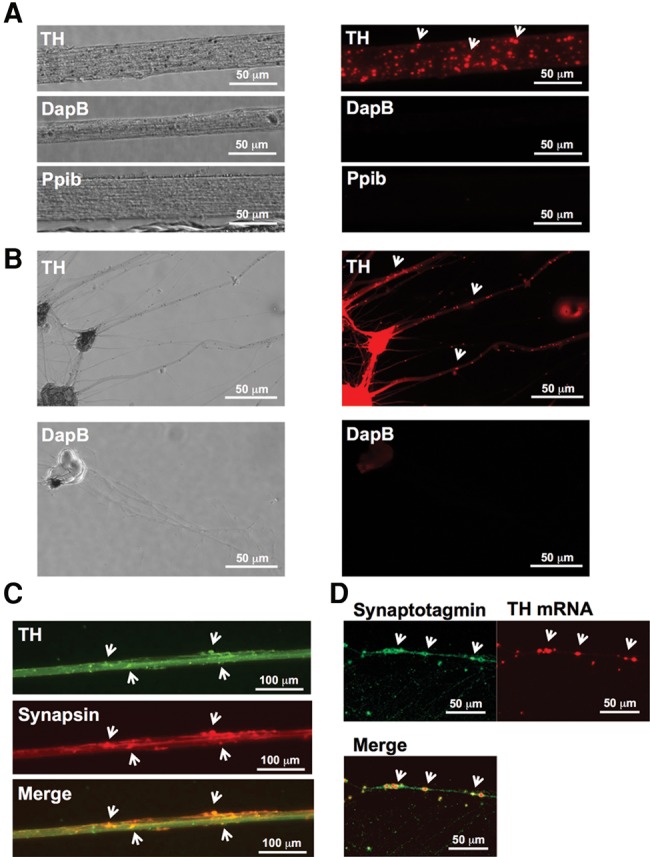 FIGURE 2.