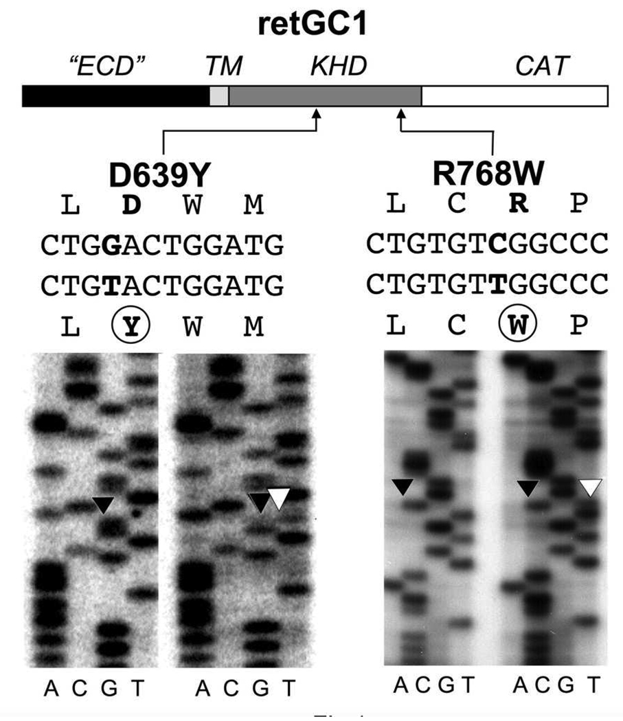 FIG. 1