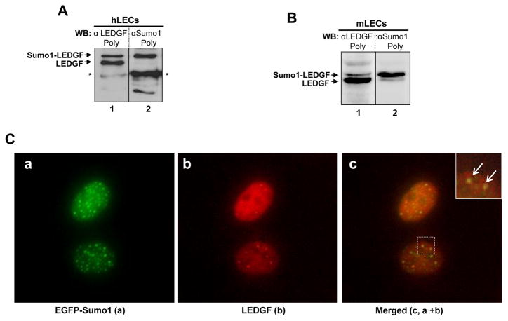 Fig.1