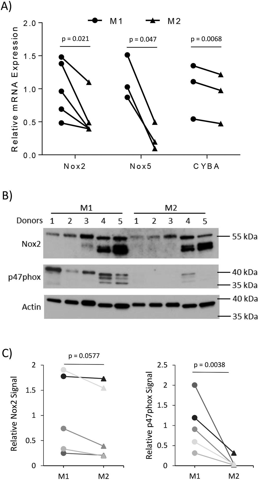 Figure 5).