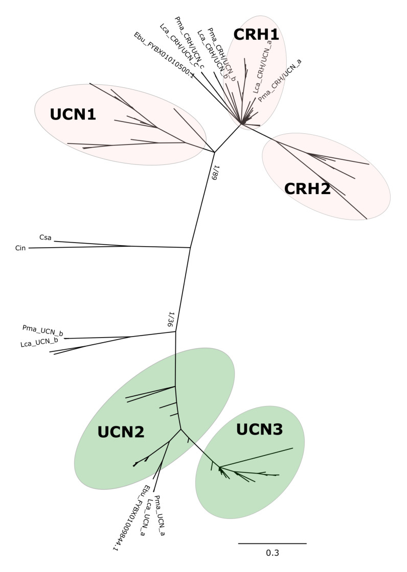 FIGURE 1