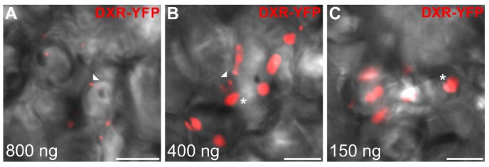 Figure 11