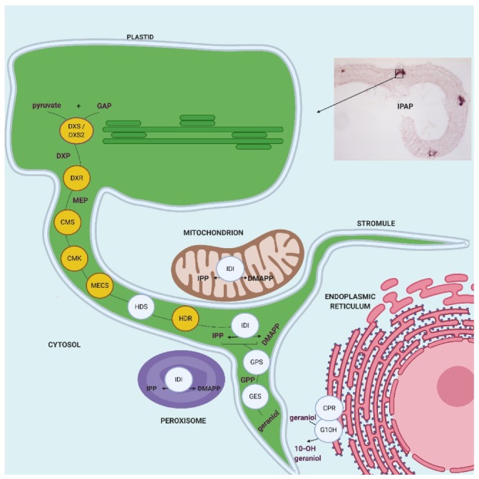 Figure 12